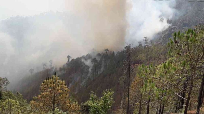 नई टिहरी में जंगल की आग ने मचाई तबाही: लाखों की वन संपदा स्वाहा
