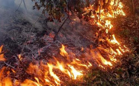 जंगल में आग लगने से किसानों की खेती बर्बाद: क्षतिपूर्ति देने व अज्ञात दोषियों के खिलाफ कार्रवाई की मांग
