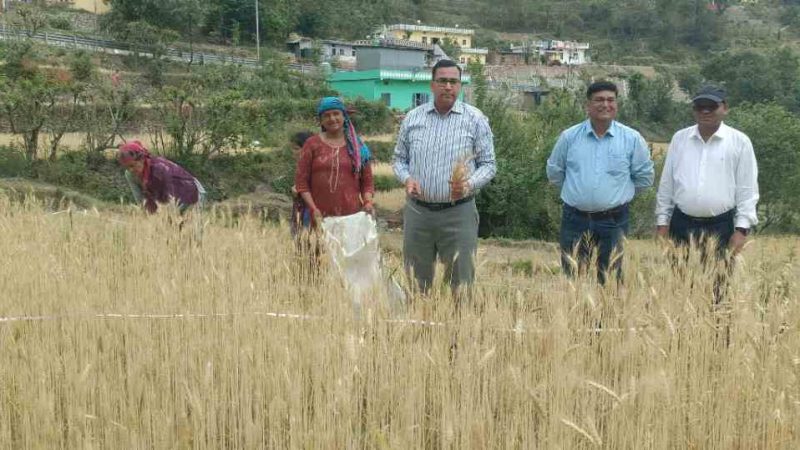 सीडीओ की उपस्थिति में कोट पट्टी मनियार में गेहूं फसल की क्रॉप कटिंग संपन्न