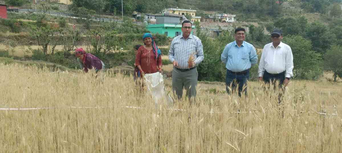 सीडीओ की उपस्थिति में कोट पट्टी मनियार में गेहूं फसल की क्रॉप कटिंग संपन्न