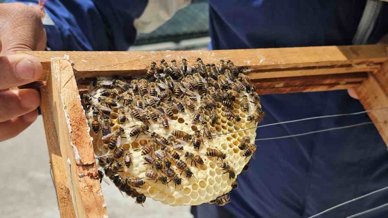 मधुमक्खी पालन बना काश्तकारों की आर्थिक समृद्धि का नया आधार