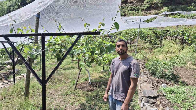रिवर्स पलायन और कीवी बागवानी ने रवि केमवाल को बनाया आत्मनिर्भर उद्यमी