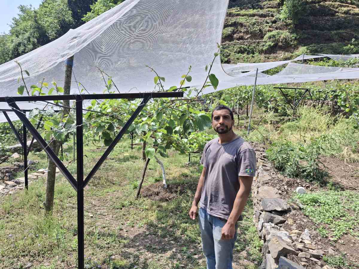 रिवर्स पलायन और कीवी बागवानी ने रवि केमवाल को बनाया आत्मनिर्भर उद्यमी