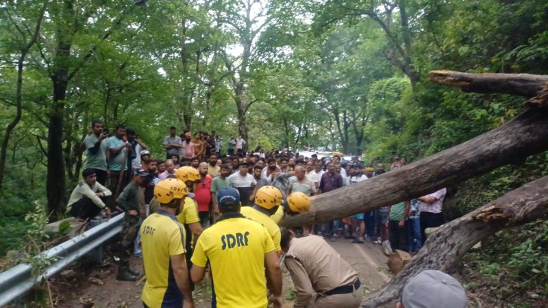 ब्रेकिंग: लक्ष्मणझूला मार्ग पर पेड़ गिरने से यातायात बाधित, SDRF ने सुचारू किया रास्ता